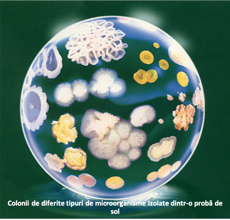 Colonii de microorganisme izolate din sol